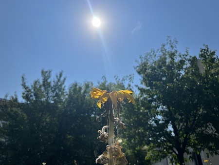 Auch die Natur leidet unter der Hitze